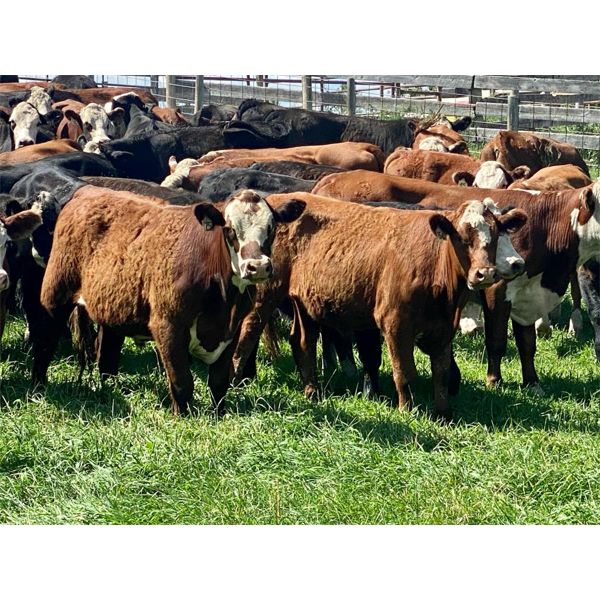 43 Ranch Ltd. - 960# Steers - 120 Head (Sundre, AB)