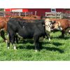 Image 3 : 43 Ranch Ltd. - 960# Steers - 120 Head (Sundre, AB)