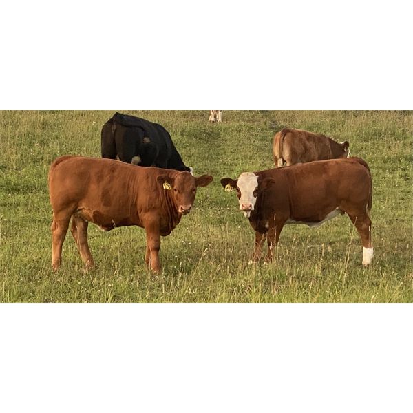 Jason & Jenna Packer - 725# Heifer Calves - 85 Head (Sundre, AB)