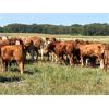 Image 3 : Pleasant View Farms - 925# Heifers - 46 Head (Irma, AB)