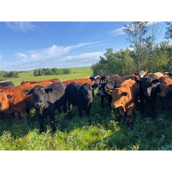 Mack Vars - 840# Steers - 69 Head (Minburn, AB)