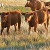 Image 11 : Johnson's Hwy 36 Farm - 600# Steer Calves - 100 Head (Vauxhall, AB)