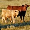 Image 12 : Johnson's Hwy 36 Farm - 600# Steer Calves - 100 Head (Vauxhall, AB)