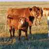 Image 13 : Johnson's Hwy 36 Farm - 600# Steer Calves - 100 Head (Vauxhall, AB)