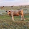 Image 8 : Johnson's Hwy 36 Farm - 600# Steer Calves - 100 Head (Vauxhall, AB)