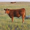 Image 9 : Johnson's Hwy 36 Farm - 600# Steer Calves - 100 Head (Vauxhall, AB)