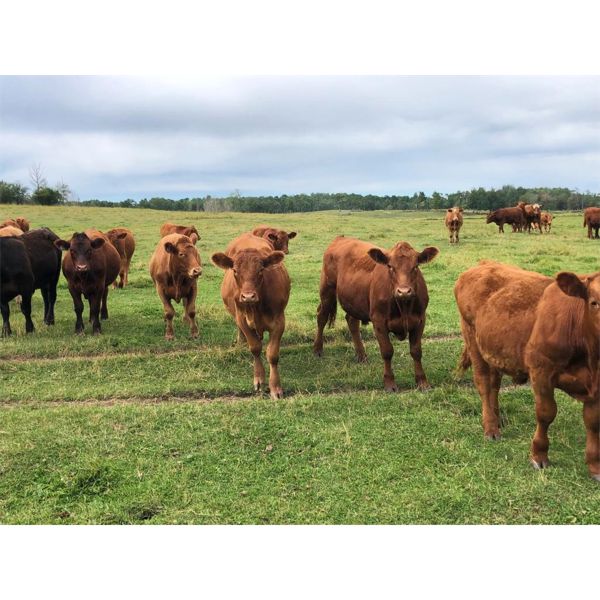 Klause Family Farm - 930# Steers - 67 Head (Onoway, AB)