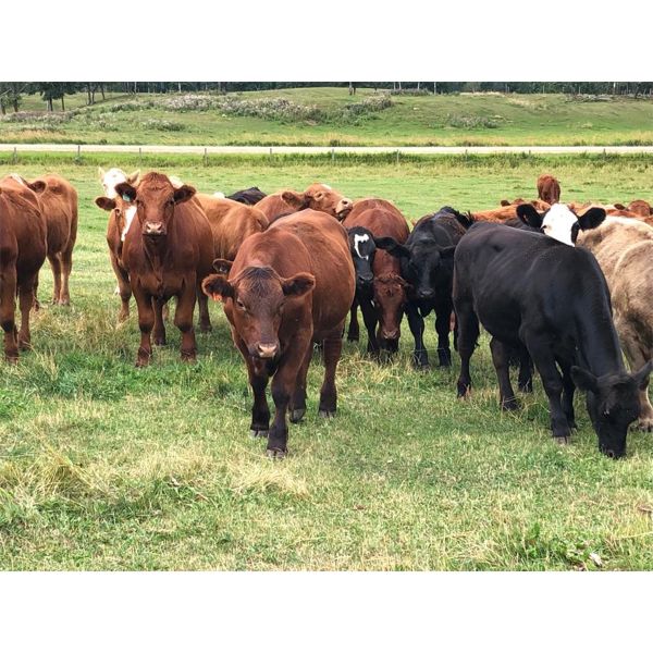 Larnie's Bar 3K Ranch - 950# Steers - 140 Head (Onoway, AB)