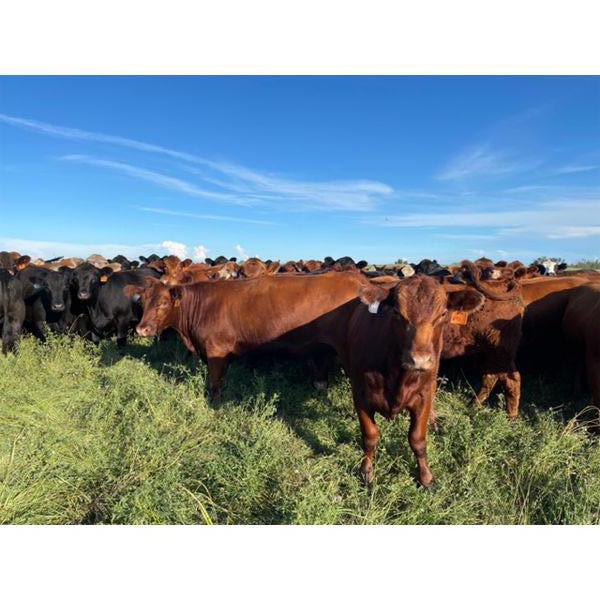 Can-Fed Beef Corp. - 1025# Heifers - 246 Head (Elkhorn, MB)