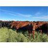 Image 1 : Can-Fed Beef Corp. - 1025# Heifers - 246 Head (Elkhorn, MB)