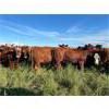 Image 2 : Can-Fed Beef Corp. - 1025# Heifers - 246 Head (Elkhorn, MB)