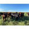 Image 3 : Can-Fed Beef Corp. - 1025# Heifers - 246 Head (Elkhorn, MB)
