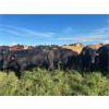 Image 7 : Can-Fed Beef Corp. - 1025# Heifers - 246 Head (Elkhorn, MB)