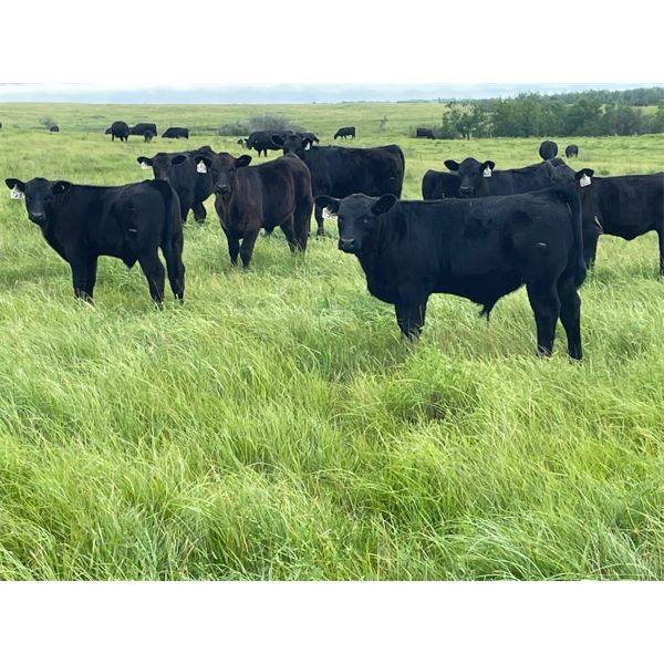Lyle & Lucas Parker - 610# Steer Calves - 60 Head (Marwayne, AB)