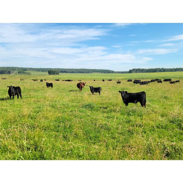 Vandenhoven Farms - 625# Steer Calves - 95 Head (Rimbey, AB)