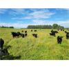 Image 3 : Vandenhoven Farms - 625# Steer Calves - 95 Head (Rimbey, AB)