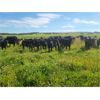 Image 7 : Vandenhoven Farms - 625# Steer Calves - 95 Head (Rimbey, AB)