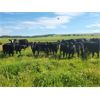 Image 8 : Vandenhoven Farms - 625# Steer Calves - 95 Head (Rimbey, AB)