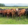 Image 1 : Midpoint Farms - 975# Heifers - 186 Head (Drayton Valley, AB)