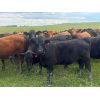 Image 2 : Midpoint Farms - 975# Heifers - 186 Head (Drayton Valley, AB)