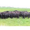 Image 5 : David Garvey - 975# Heifers - 190 Head (Wapella, SK)