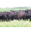 Image 6 : David Garvey - 975# Heifers - 190 Head (Wapella, SK)