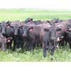 Image 7 : David Garvey - 975# Heifers - 190 Head (Wapella, SK)