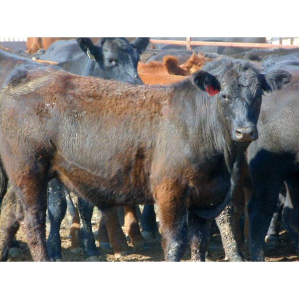 Rafter C Cattle Co. - 1030# Steers - 60 Head (Lafleche, SK)