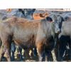 Image 1 : Rafter C Cattle Co. - 1030# Steers - 60 Head (Lafleche, SK)