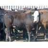 Image 2 : Rafter C Cattle Co. - 1030# Steers - 60 Head (Lafleche, SK)