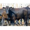 Image 6 : Rafter C Cattle Co. - 1030# Steers - 60 Head (Lafleche, SK)