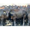 Image 2 : Rafter C Cattle Co. - 925# Steers - 70 Head (Lafleche, SK)