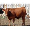 Image 5 : Rafter C Cattle Co. - 925# Steers - 70 Head (Lafleche, SK)