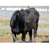 Image 6 : Rafter C Cattle Co. - 925# Steers - 70 Head (Lafleche, SK)