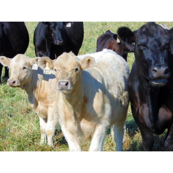 Copperfield Farming - 670# Steer Calves - 70 Head (Vauxhall, AB)