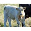 Image 7 : Copperfield Farming - 670# Steer Calves - 70 Head (Vauxhall, AB)