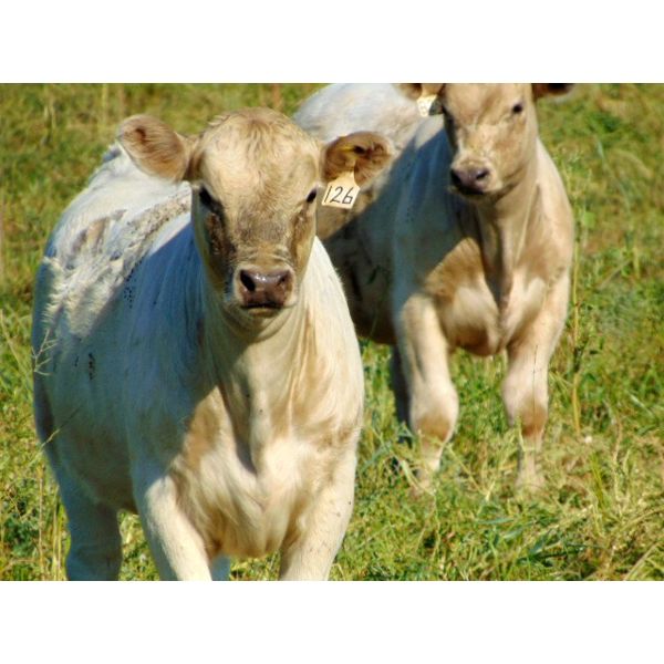 Copperfield Farming - 650# Heifer Calves - 70 Head (Vauxhall, AB)