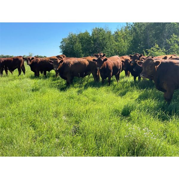 Ian & Heather Marr - 980# Steers - 63 Head (Edam, SK)