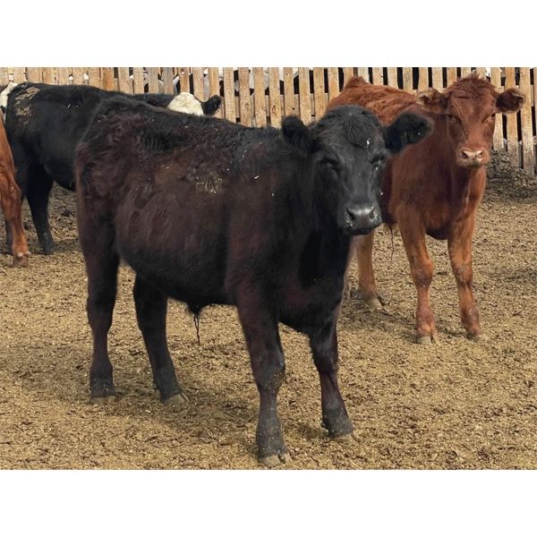 South Ridge Angus - 700# Steers - 100 Head (Monarch, AB)