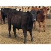 Image 1 : South Ridge Angus - 700# Steers - 100 Head (Monarch, AB)