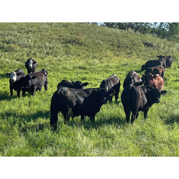 Bar 3 Ranches - 1030# Steers - 354 Head (Stettler, AB)