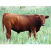 Image 7 : Riverbend Ranch - 1070# Steers - 140 Head (Brooks, AB)