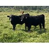 Image 2 : Rafter 17 Ranching  - 830# Steer Calves - 150 Head (Eckville, AB)
