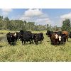 Image 5 : Rafter 17 Ranching - 730# Steer Calves - 85 Head (Eckville, AB)