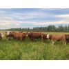 Image 2 : Cunningham Cattle Co. - 1025# Heifers - 115 Head (Alder Flats, AB)