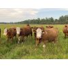 Image 5 : Cunningham Cattle Co. - 1025# Heifers - 115 Head (Alder Flats, AB)