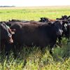 Image 4 : JT Cholin Farms - 875# Heifers - 70 Head (Kerrobert, SK)