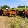 Image 6 : JT Cholin Farms - 875# Heifers - 70 Head (Kerrobert, SK)