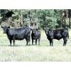 Image 1 : Bugaboo Ranch - 580# Steer Calves - 80 Head (Brisco, BC)