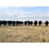 Image 2 : Ed Curry Ranching Ltd. - 950# Steers - 250 Head (Big Stone, AB)